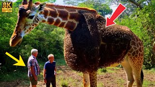 Millions of Bees Attack Giraffe in African Jungle | Rescue Team Rushes to Save Him #wildlife #rescue