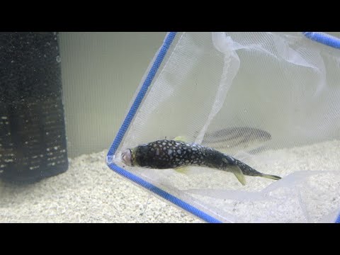 ショウサイフグが…
