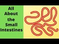 Understanding the Small Intestines