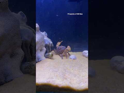 Peacock Mantis Shrimp #mantisshrimp