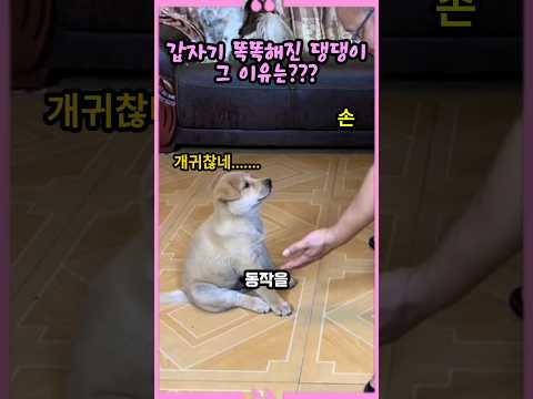 갑자기 똑똑해진 댕댕이 그 이유는?