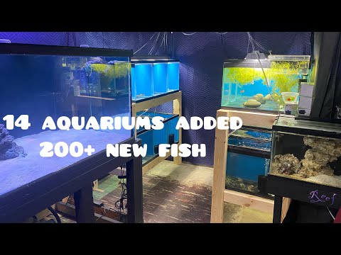 Fish room update In todays video we have a lot to talk about pricing, new fish, new tanks and a bunch more. Let’s g