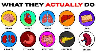 Every Human Organ & What They ACTUALLY Do