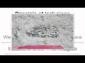 Exploring Geologic History