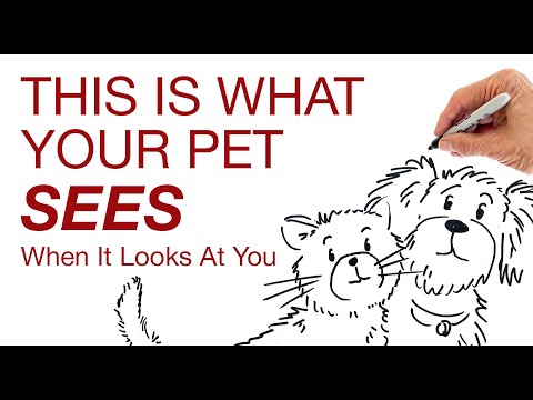 How pets see humans/An eye-opening video/Animal Communication by Hans Wilhelm
