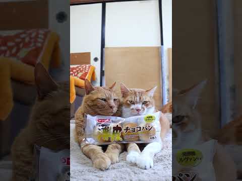 猫の動画サムネイル - 薄皮チョコパン　250724　#のせ猫　 #cat #ねこ #ネコ　 #猫のいる暮らし　 #cute　 #猫のいる生活　 #kitten　 #cutecat