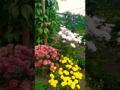 #дача #омск #мудрыеслова #цени того кто без тебя не может......#shorts