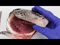 Fish Gills and Breathing Mechanisms