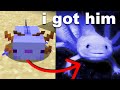 Axolotl Adventures in Minecraft