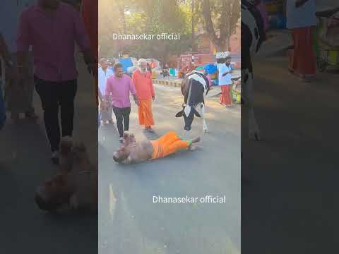 🐂😱சிதம்பர சித்தரை வணங்கி அவருடன் கிரிவலம் வந்த கோமாதா🐄😳 365 நாள் அங்கப் பிரதட்சணம்🤯🙏 #shorts