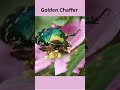 Beetles: Fascinating Facts and Features