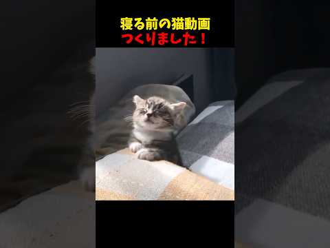 猫の動画サムネイル - 寝つきが良くなる猫動画 #猫 #cat #cats #cute