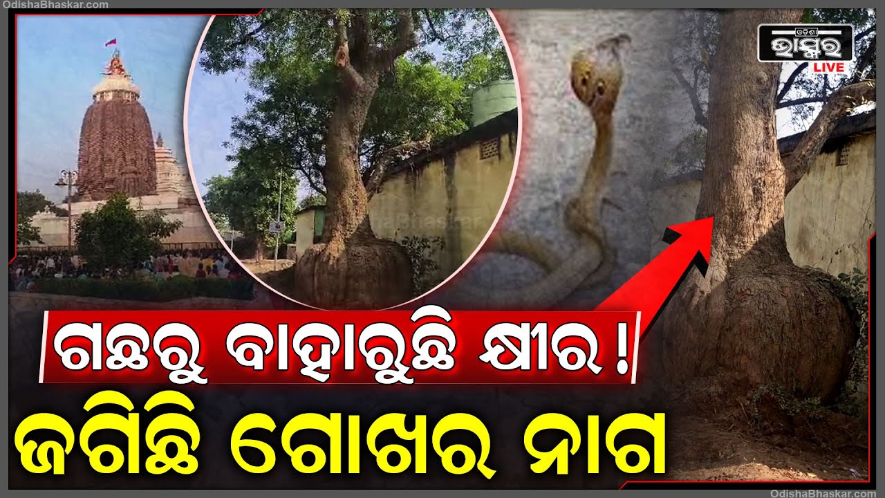 ନିମ୍ବଗଛରୁ ବାହାରୁଛି କ୍ଷୀର ...ଗଛକୁ ଜଗିଛି ଗୋଖର ନାଗ ...ଏ କି ଆଶ୍ଚର୍ଯ୍ୟଜନକ ଦୃଶ୍ୟ