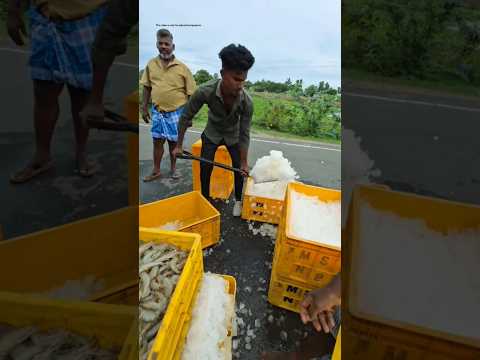 this man supply ice fish #shortvideo