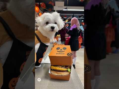 Burger Shop Halloween Event#Dog #Cute #Halloween #Hamburger #ai #犬 #可愛い #ハロウィン #ハンバーガー #チワマル #sora2