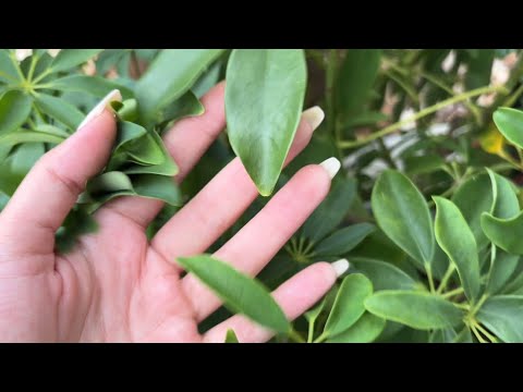 Fast & Aggressive ASMR Outside 🌳🌿🌸✨