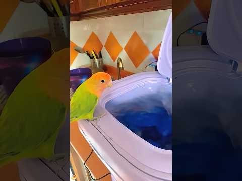 Bathing parrot 🦜 🦜 #funny #parrot #fyp #parrotsoftiktok #parrotbathing #funnyvideos