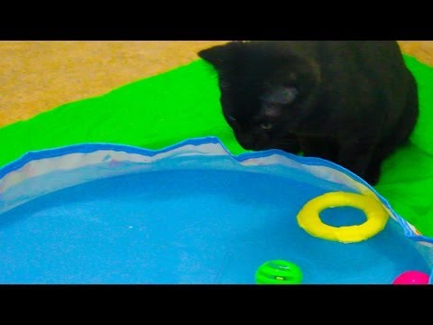 Cute Kitten Plays in Barbie Swimming Pool