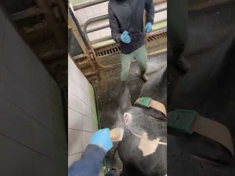 Holes in the cow's horns