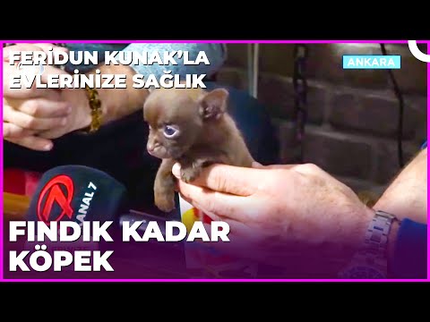 Hayvanlara Fısıldayan Adam | Dr. Feridun Kunak’la Evlerinize Sağlık