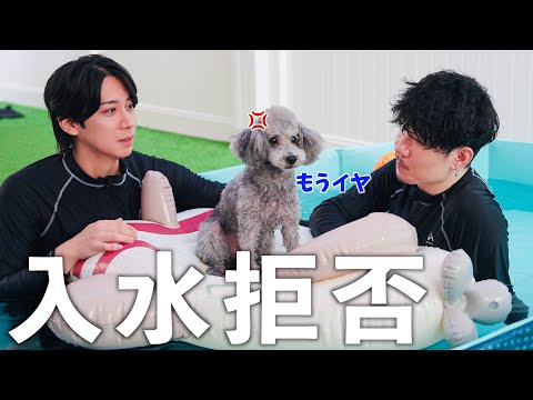 🐶泳ぐのが苦手な愛犬、今年でプールを引退します。
