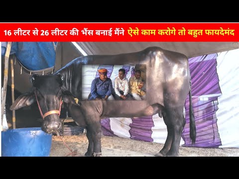 16 लीटर दूध से 26 लीटर दूध वाली Murrah Buffalo बनाई। Original सीमन का कमाल।