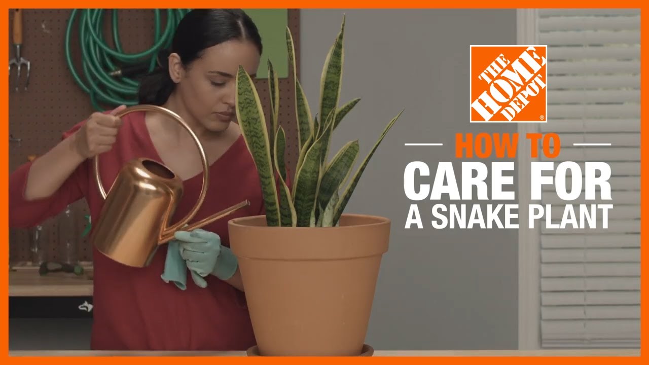 How to Grow and Care for a Snake Plant