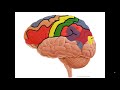 Cerebral Cortex Structures and Functions