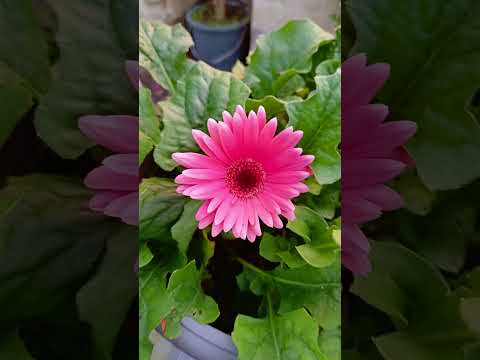gerbera flower 🌼 || #garden #terrace #trending #shorts #fyp #plants #vegetables #yt