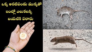 👉చిన్న అరటిపండు ముక్కతో ఇంట్లో ఎలుకలని నిమిషంలో బయటకు పరుగులు తీస్తాయి😱 తిరిగి మళ్ళీ జన్మలో రావు 🤷