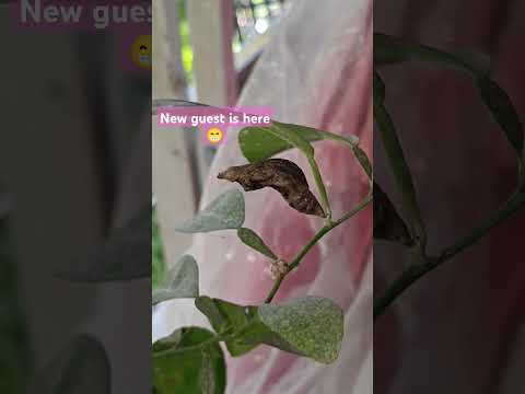 #waiting #happiness #love #new #trendingshorts #viralvideo #positivesvibes#positivity #superfresh ❤️