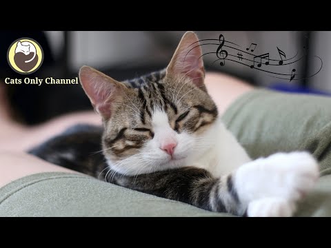 Music to Calm Cats - Deep Sleep Music, Stress Relief, Peaceful Harp Music