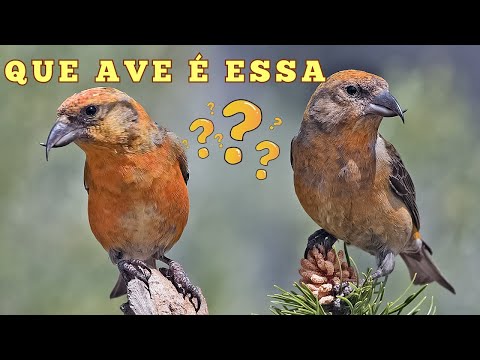 AVE CRUZA-BICO! NUNCA VIU ESSE PÁSSARO? ELE EXISTE DE VERDADE? POR QUE É ASSIM? QUE ANIMAL É ESSE?