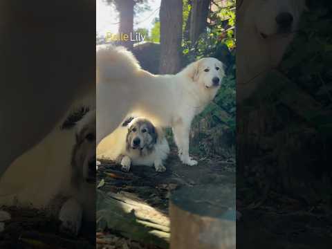 Belle ベル Lily リリー #greatpyrenees #todaysrunrun #グレートピレニーズ #今日のルンルン