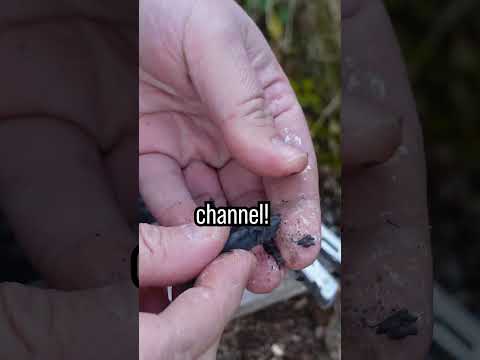 You will loose your Teeth, but THIS saves them🦷 #survivalskills #survival #bushcraft