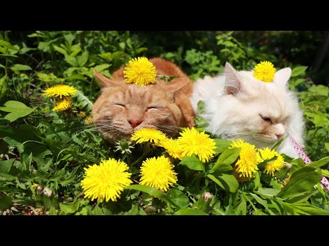 猫の動画サムネイル - たんぽぽ　のせ猫 2025 Dandelion cat　250525