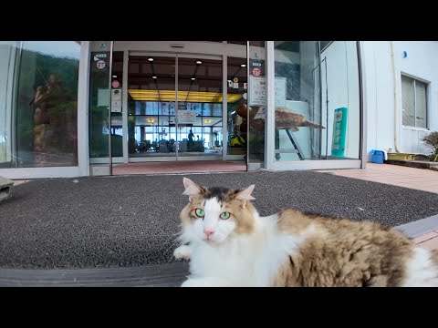 【猫ホテル】散歩から帰宅したら玄関で猫がお出迎えしてくれて癒やされた🐾💖