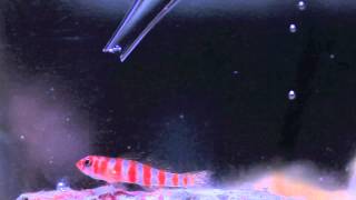 slids bilag Vie Red Striped Goby & Red Spotted Goby - YouTube