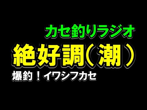 【カセラジ】イワシフカセの青物釣りが絶好調