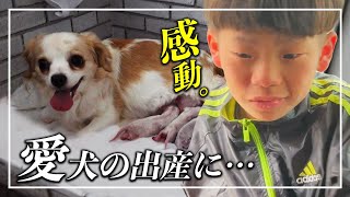 まさかの最後に💦緊急で病院へ🏥　愛犬の出産が壮絶だったけど、感動の結末が、、、😢【#育児日記　#犬　#出産】
