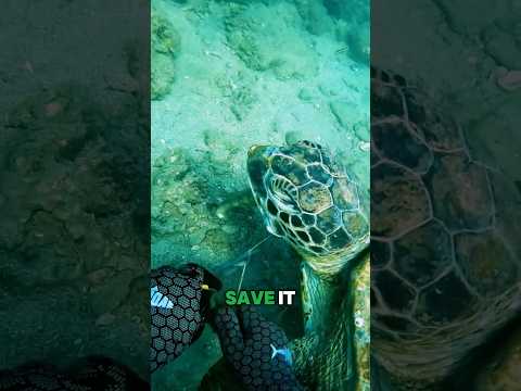The Incredible Way This Turtle Said "Thank You"