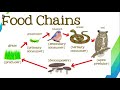 Earth's Spheres and Ecosystem Interactions