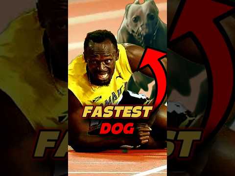 What is The Fastest Dog in the World?