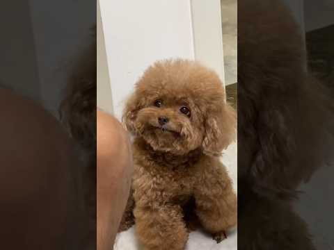 Most common mistakes dog owners make. #dogs #dogvideo #dogfacts #doglover #dogshorts #doglife