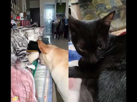 dog cat fight 😃😃😆😝😝