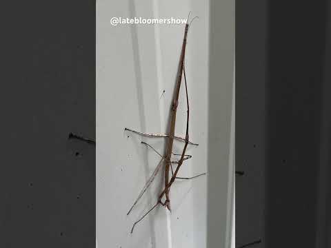 Have you ever seen two together? #stickinsect #gardening #homesteadlife