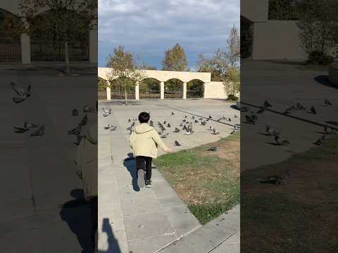 Oglum güvercinleri kovaladı #shorts #viralvideo #trending #keşfet #youtube