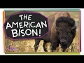 Bison Behavior and Conservation Facts