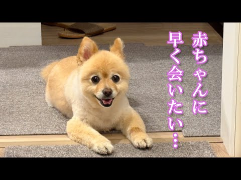 赤ちゃんとの対面に備えてトリミングに行ってきたポメラニアン