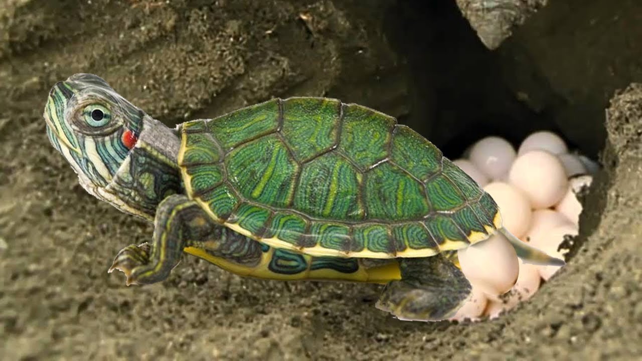Красноухая черепаха откладывает яйца. Красноухая черепаха. Среднеазиатская красноухая черепаха. Морская черепаха красноухая. Яйца красноухой черепахи.
